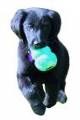 KONG PUPPY