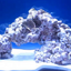 CORAL ROCK БОЛЬШОЙ за кг