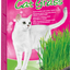 CAT GRASS