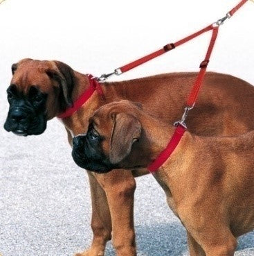 TWIN B ЦВЕТ РАЗНЫЕ ЦВЕТА