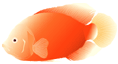 CICHLID SINKING GOLD