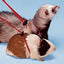 RODENTS HARNESS NY ROD