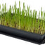 CAT GRASS