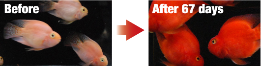 BLOOD-RED PARROT+