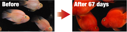 BLOOD-RED PARROT+