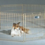 SOLVING PARK FOR CATS AND DOGS WITH DOOR