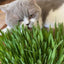 WEBBOX CAT GRASS