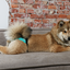 DOG PANTS 2st – included 4pads