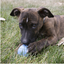 KONG PUPPY BALL