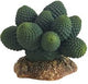 CACTUS ATACAMA 7εκ