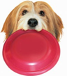 KONG FLYER