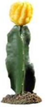 CACTUS CHIHUAHUA 2