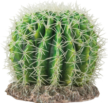 CACTUS SONORA LARGE