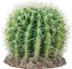 CACTUS SONORA ΜΕΓΑΛΟ