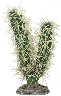 CACTUS SIMPSON