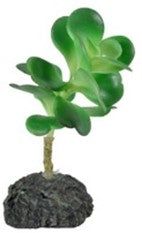 TERRARIUM PLANTS