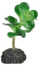 TERRARIUM PLANTS 15cm