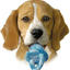 KONG PUPPY BINKIE