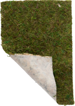 TERRANO MOSS
