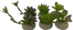 SUCCULENTS 1X MIXED COLORS