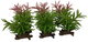 CRASSULA 1X ΜΙΚΤΑ ΧΡΩΜΑΤΑ