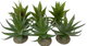 ALOE 1 X MIXED COLORS