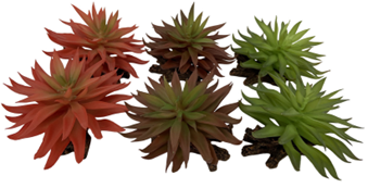 SEDUM ΜΙΚΤΑ ΧΡΩΜΑΤΑ