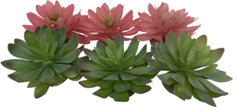 ECHEVERIA 2 MIXED COLORS