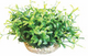 AMAZON VIVARIUM
