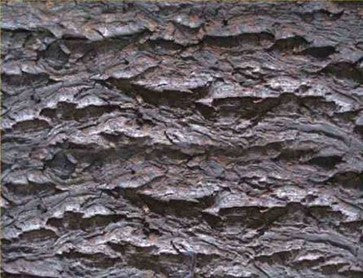 TREE BARK